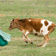An Amish girl chases a cow from the outfield during a baseball game in Bergholz, Ohio. (Image: Associated Press/Scott R. Galvin)